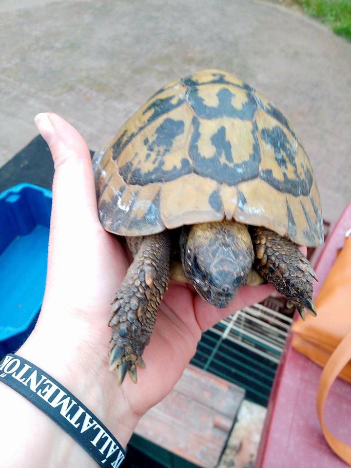 Teknőst találtak Zuglóban!