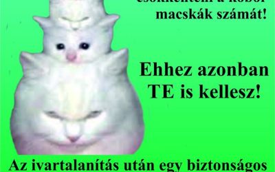 Kóbor macskák ivartalanítása a XX. kerületben!