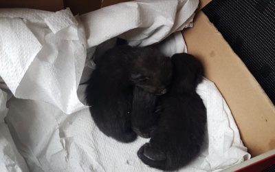 Búcsúzunk a 3 kidobott fekete angyalkától