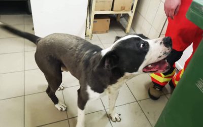 Kóbor kutya a mentőállomáson!