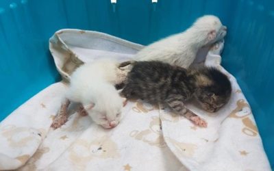 A „Felelős állattartás” újabb áldozatai