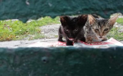 6-8 hetes kidobott kölykök befogadót keresnek!
