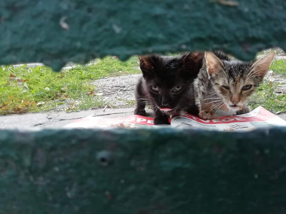 6-8 hetes kidobott kölykök befogadót keresnek!