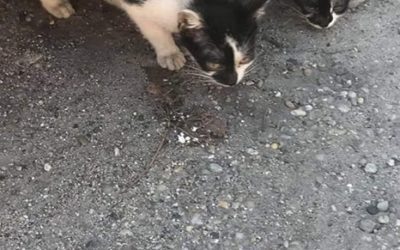 Zacskóban kidobott kölyök cicák…