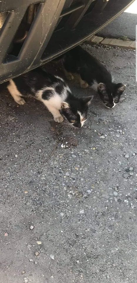 Zacskóban kidobott kölyök cicák…