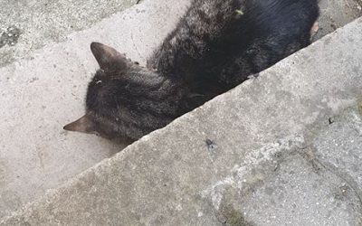 Széttépett cicához hívtak minket