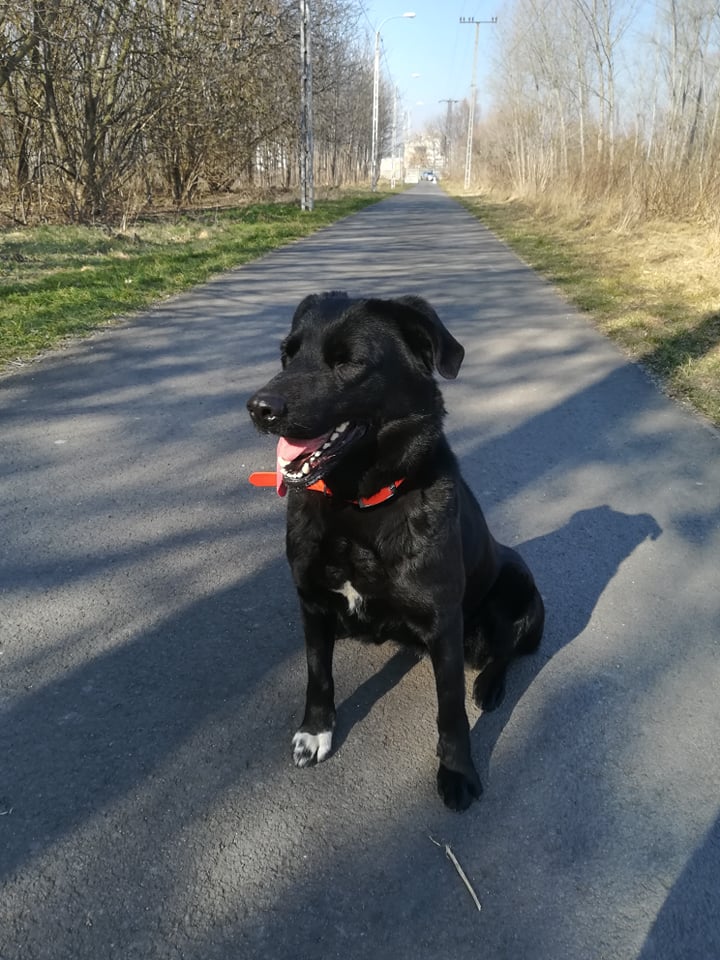 Desy Gazdit keres!