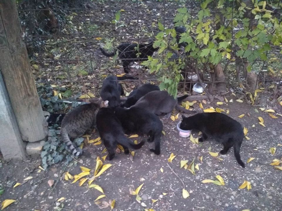 Pesterzsébeti kolóniához kértek segítséget!
