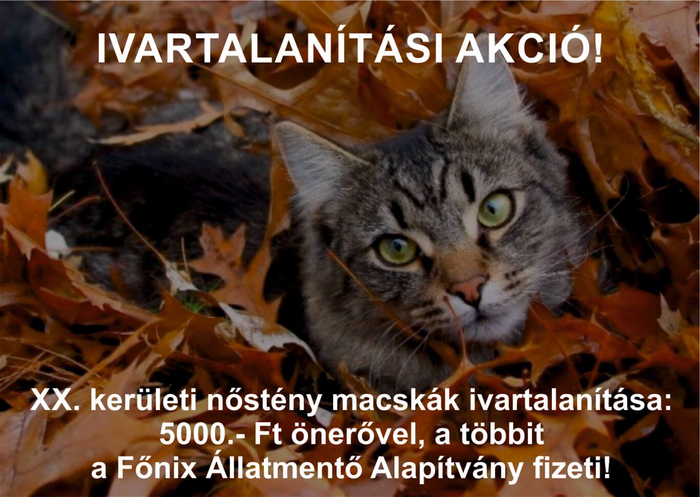 Őszi ivartalanítási akció a XX. kerületben!