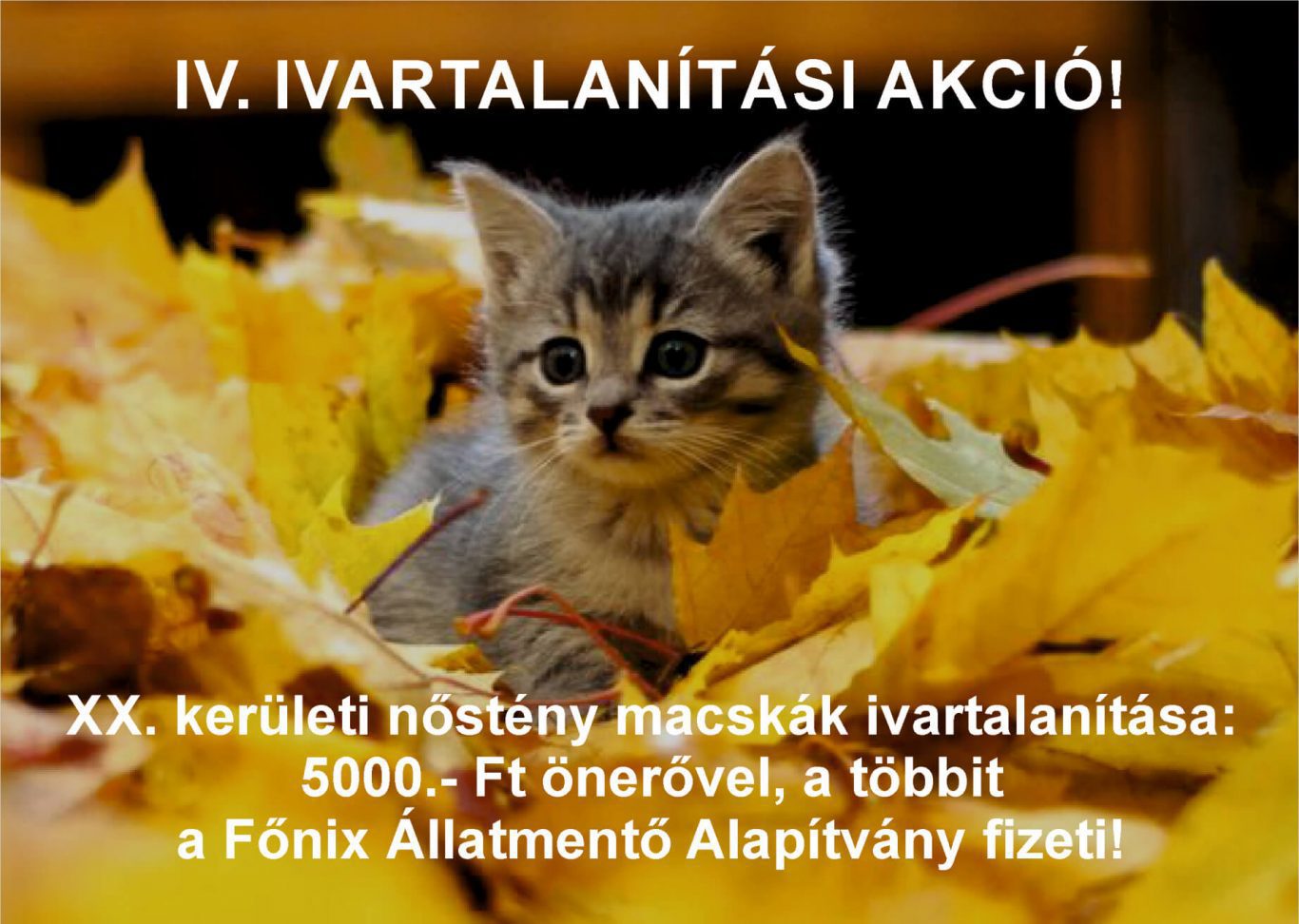 2021-ben is őszi ivartalanítási akciót hirdetünk!